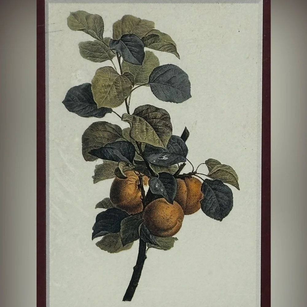 ITALIAN Set of Burgundy Decorative Wood Picture Frames with Botanical Prints 5x6